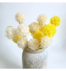 100% Natural Preserved Dried Flowers Windmill Fruit Unique Scabiosa Pods for Vase Flower Decoration