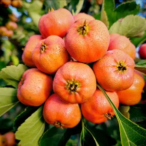 Bulk IQF Frozen Organic Whole Hawthorn Berry with Water Preservation for Snack Drink and Food Processing