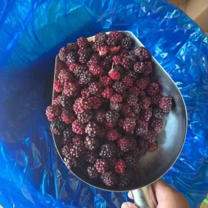 Bulk Supply Factory Price Fresh Sweet Blackberry FD Blackberry Unsweetened Blackberry