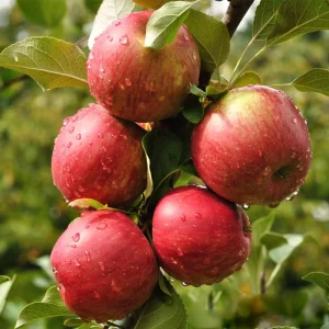 Bulk Sweet Red Fresh Fuji apple Fruit Price Supplier Fresh apple in Europe