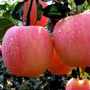 China Shandong Fresh Fruits Red Fuji Apple Sweet Big Fresh Apple Fruit
