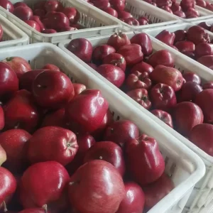Chinese Sweet Taste Fresh Delicious Red Huaniu Apples