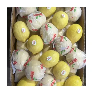 Citrus Fruits ISO Certified Fresh Orange Lemon China Origin Farm Packaged 65 100 cm Size Top Grade Bulk Carton 1 Year Shelf Life