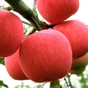 Export Delicious Discount Price High Quality Fresh Fruit Red apple Fresh apple