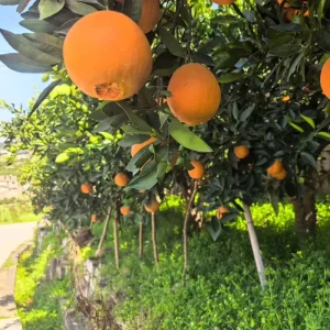 Factory Supply Citrus Fresh Oranges A Grade Orange Sweet Taste Fruits New Fresh Navel Orange for UAE
