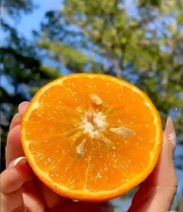 Fresh Citrus Fruits of the New Season Are Available for Sale From China Fresh Oranges Are on Offer