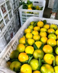 Fresh & Natural Citrus Perfect for International Trade Bulk Supply Available Top Quality Fresh Fruits
