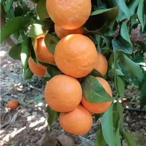 Fresh Oranges 10kg Citrus Fruit with 1 Year Shelf Life From Jiangxi China