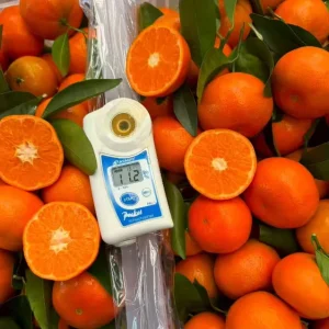 Fresh Oranges 10kg Citrus Fruit with 1 Year Shelf Life From Jiangxi China