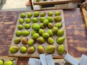 Fresh Red Fragrant Pears Premium Fresh Fruit