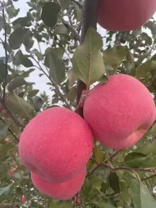 Fresh Shandong Yantai Red Fuji Apples Fruit Red Apples Fresh Apple New Fresh Apples From Our Gardens Fresh Apples