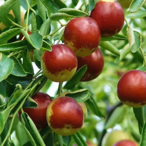 Fresh Sweet Apple Dates and Winter Jujube Fruits for Export Premium Fresh Fruit Product