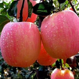 Fuji Apple From China