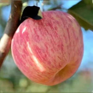 Fuji Fresh Apples Manzana Fresca Red Apple Fruit Fresh Chinese Fuji Apel