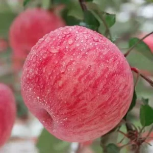 Fuji apple Chinese supplier Fresh fruit China Price