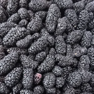High Demand Bulk 10kg Frozen Fruit Mulberry New Crop Frozen Fruits Price