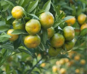 High Quality Fresh Fruits for Global Markets