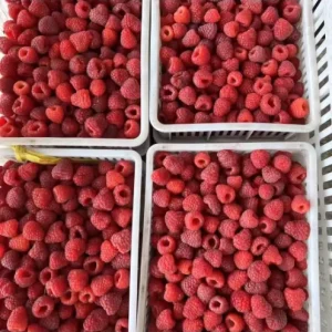 High quality Frozen Fruits Professional Export Ingredients for Healthy Breakfast Smoothies Frozen Raspberries