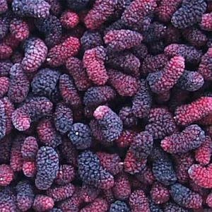 IQF Frozen Mulberry