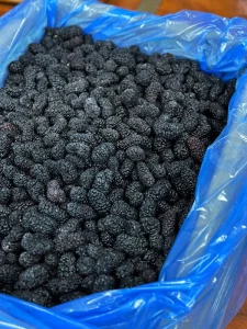 IQF Frozen Mulberry Bulk Passed New Crop Brine Preserved Whole