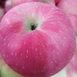 New Crop Fresh Red Apple From China Fresh Fruits Vegetable Supply