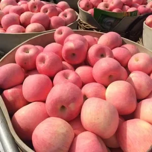 New Crop Fresh Red Apple Fruit Fresh Fuji Apple Factory Price Red Apples