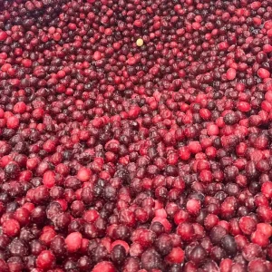 New Crop Season IQF Frozen Cranberry in Bulk Packaging IQF Frozen Fruit