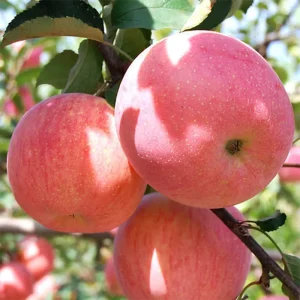 New Fresh Fruits Red Fuji Apples