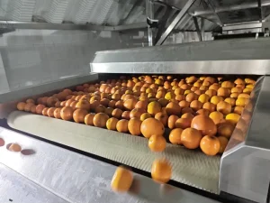 Orange Juice Extracting and Making Machinery Citrus Fruit Juice Production Line Industrial Machine for Natural Orange Juice