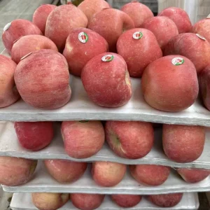 Premium Fresh Red Fuji Apples China Fruit Fresh Apple Price High Quality Green Delicious Apples Fresh Fruit for Export