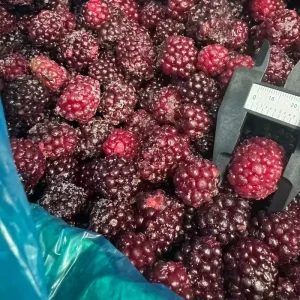 Premium Grade a FD Blackberry for Smoothies and Juice