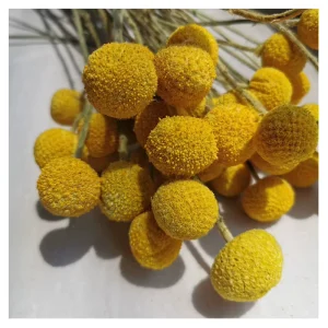 Preserved Billy Buttons Bunch with 20 Stems for Wedding Home Office Party Decorations