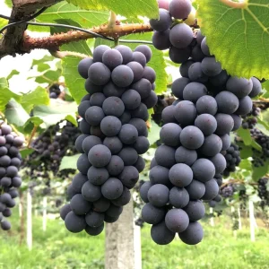 Seasonal Fruits Fresh Whole Boxes of Fresh Grapes and Other Fruits Green and Red Grape Availability