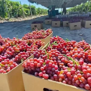 Seasonal Seedless Red Grape Raisin Crisp and Sweet Fresh Fruit Whole Box Use As Food